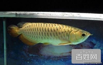 50厘米金龍魚值多少錢一條（50厘米長(zhǎng)的金龍魚價(jià)格因地品種、品相和其他因素而異）