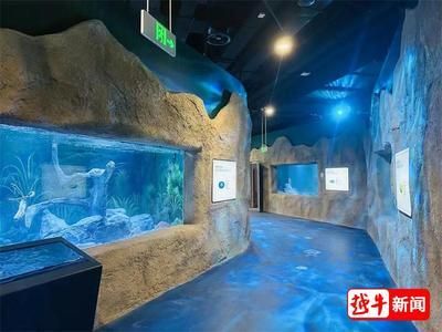 紅龍魚魚苗真假鑒別方法：如何鑒別紅龍魚的真假