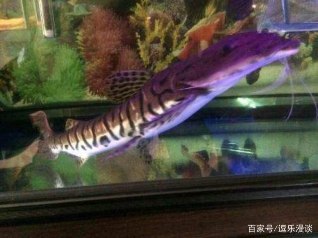 鯊魚可以和龍魚混養嗎：鯊魚和龍魚可以混養嗎