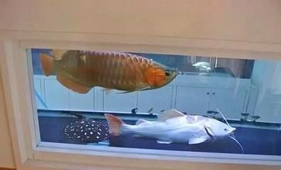 鯊魚可以和龍魚混養嗎：鯊魚和龍魚可以混養嗎