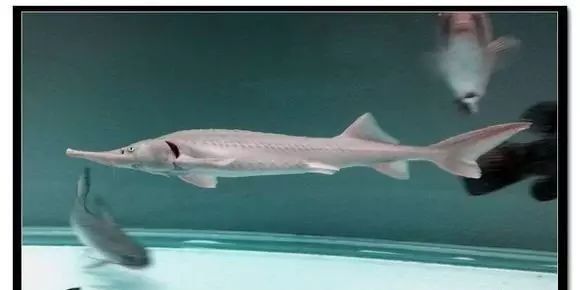 銀豹鴨嘴魚(yú)和龍魚(yú)混養(yǎng)好嗎