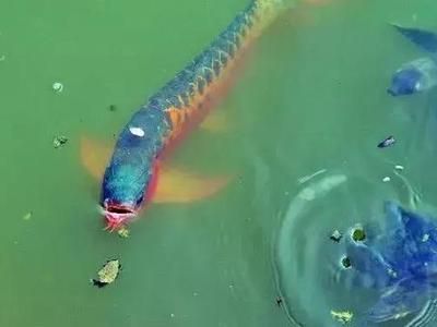 龍魚上游是怎么回事：龍魚上游可能由多種因素引起，