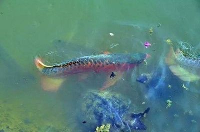 龍魚上游是怎么回事：龍魚上游可能由多種因素引起，