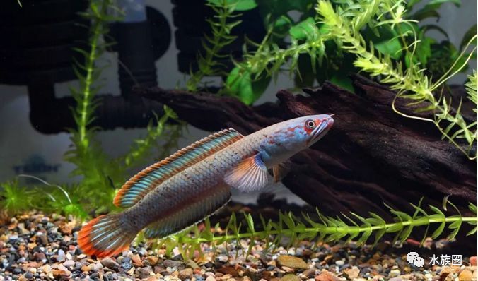 雷龍魚幻紅跟幻藍(lán)區(qū)別(幻紅雷龍魚和幻藍(lán)雷龍魚的主要區(qū)別在于顏色和外觀特征) 龍魚百科 第1張 雷龍魚幻紅跟幻藍(lán)區(qū)別(幻紅雷龍魚和幻藍(lán)雷龍魚的主要區(qū)別在于顏色和外觀特征) 雷龍魚幻紅跟幻藍(lán)區(qū)別(幻紅雷龍魚和幻藍(lán)雷龍魚的主要區(qū)別在于顏色和外觀特征) 龍魚百科 第1張