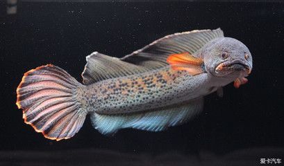 雷龍魚幻紅跟幻藍(lán)區(qū)別(幻紅雷龍魚和幻藍(lán)雷龍魚的主要區(qū)別在于顏色和外觀特征) 龍魚百科 第2張 雷龍魚幻紅跟幻藍(lán)區(qū)別(幻紅雷龍魚和幻藍(lán)雷龍魚的主要區(qū)別在于顏色和外觀特征) 雷龍魚幻紅跟幻藍(lán)區(qū)別(幻紅雷龍魚和幻藍(lán)雷龍魚的主要區(qū)別在于顏色和外觀特征) 龍魚百科 第2張