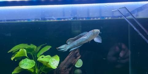 雷龍魚幻紅跟幻藍(lán)區(qū)別(幻紅雷龍魚和幻藍(lán)雷龍魚的主要區(qū)別在于顏色和外觀特征) 龍魚百科 第4張 雷龍魚幻紅跟幻藍(lán)區(qū)別(幻紅雷龍魚和幻藍(lán)雷龍魚的主要區(qū)別在于顏色和外觀特征) 雷龍魚幻紅跟幻藍(lán)區(qū)別(幻紅雷龍魚和幻藍(lán)雷龍魚的主要區(qū)別在于顏色和外觀特征) 龍魚百科 第4張