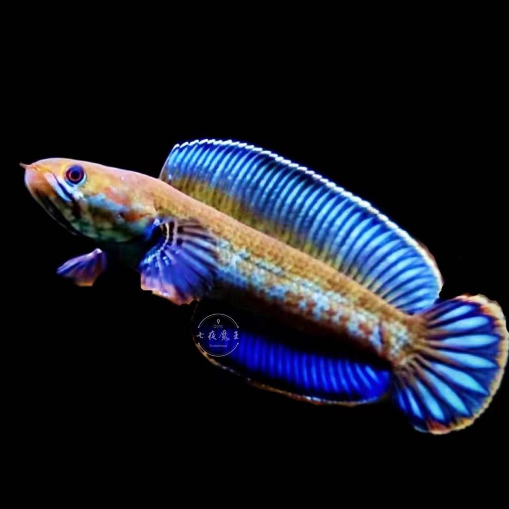 雷龍魚幻紅跟幻藍(lán)區(qū)別(幻紅雷龍魚和幻藍(lán)雷龍魚的主要區(qū)別在于顏色和外觀特征) 龍魚百科 第3張 雷龍魚幻紅跟幻藍(lán)區(qū)別(幻紅雷龍魚和幻藍(lán)雷龍魚的主要區(qū)別在于顏色和外觀特征) 雷龍魚幻紅跟幻藍(lán)區(qū)別(幻紅雷龍魚和幻藍(lán)雷龍魚的主要區(qū)別在于顏色和外觀特征) 龍魚百科 第3張