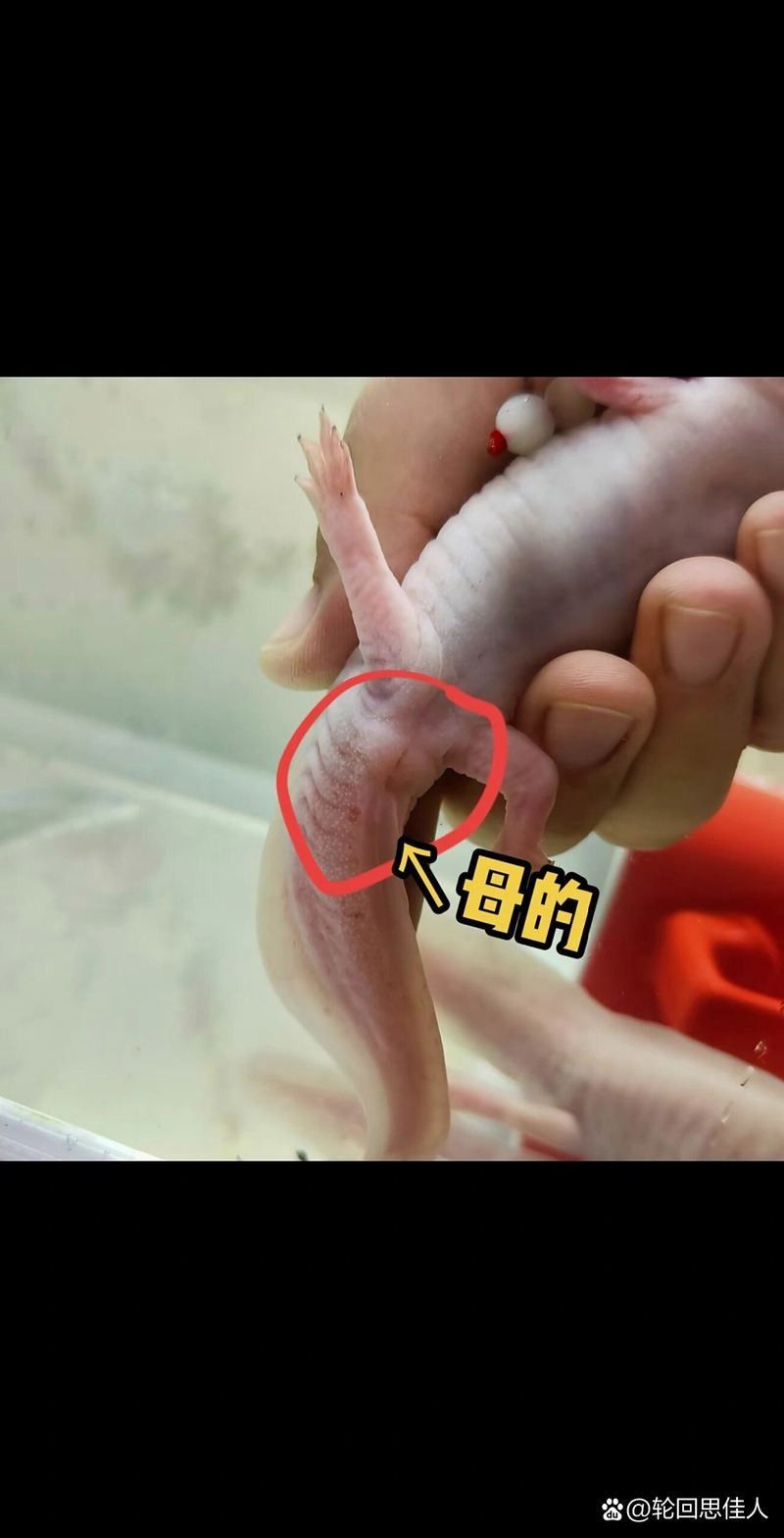 六角龍魚雌雄分辨 六角龍魚雌雄分辨 龍魚百科 第4張