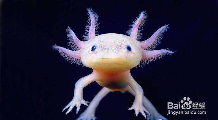 六角龍魚雌雄分辨 六角龍魚雌雄分辨 龍魚百科 第2張