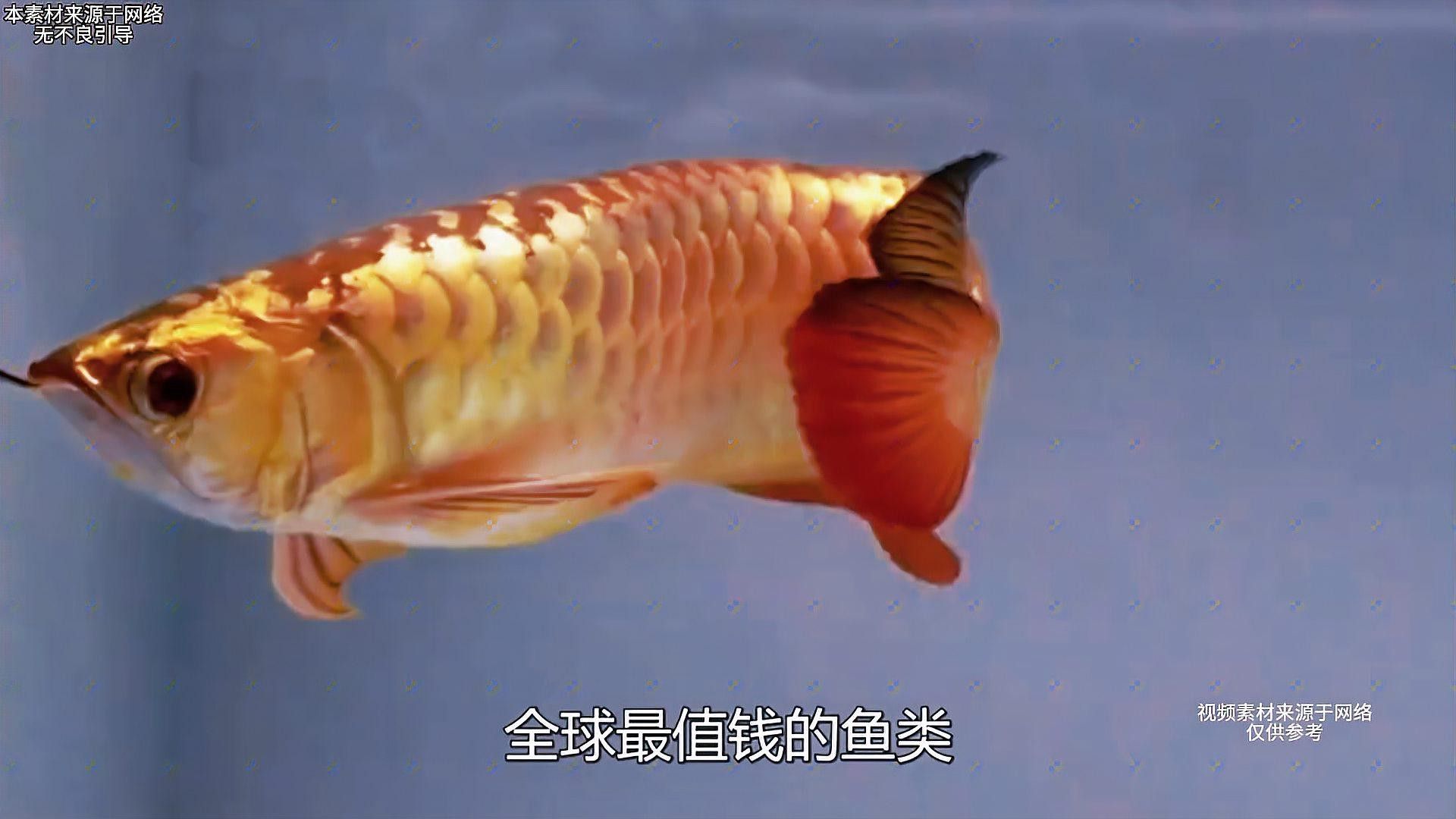 24K金頭金龍魚的市場價格是多少？ 24K金頭金龍魚的市場價格是多少？ 龍魚百科 第3張