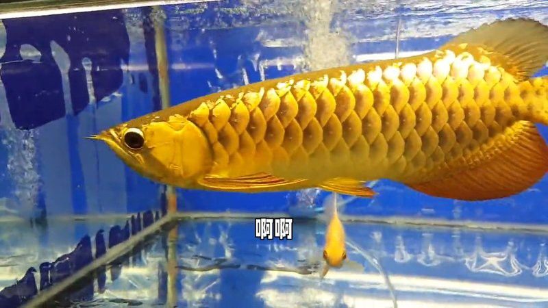 24K金頭金龍魚的市場價格是多少？ 24K金頭金龍魚的市場價格是多少？ 龍魚百科 第5張