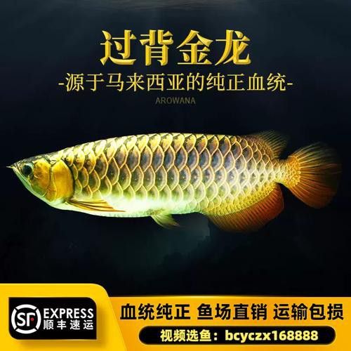 24K金頭金龍魚的市場價格是多少？ 24K金頭金龍魚的市場價格是多少？ 龍魚百科 第9張
