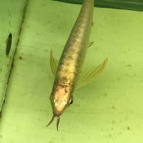 24K金頭金龍魚的市場價格是多少？ 24K金頭金龍魚的市場價格是多少？ 龍魚百科 第10張