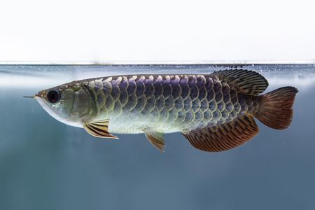 金色恐龍魚身上有白點怎么治：金色恐龍魚身上出現白點可能是由多種原因引起的，預防措施