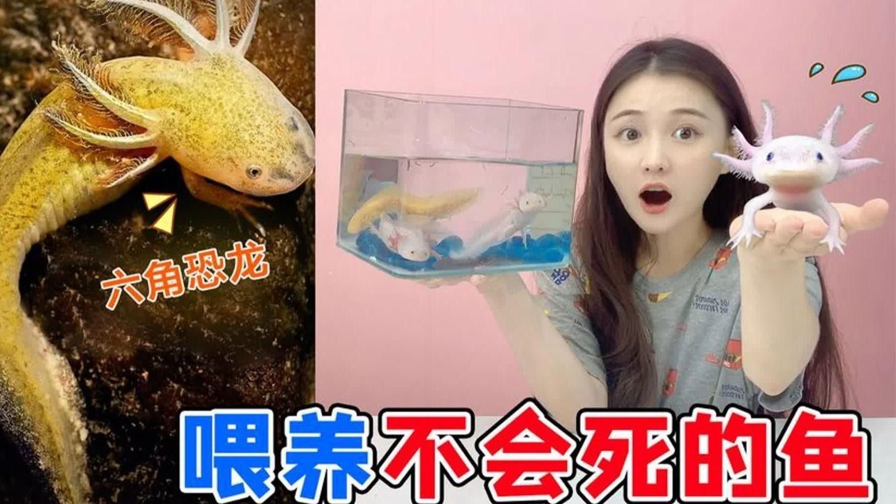 六角恐龍魚身體腐爛如何預防？
