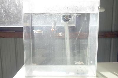 龍魚魚缸搬家需要注意什么：龍魚魚缸搬家是一個需要謹慎處理的過程要確保新魚缸水質與原魚缸相似
