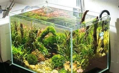 60的魚缸可以養龍魚嗎：60厘米寬的魚缸可以養龍魚嗎