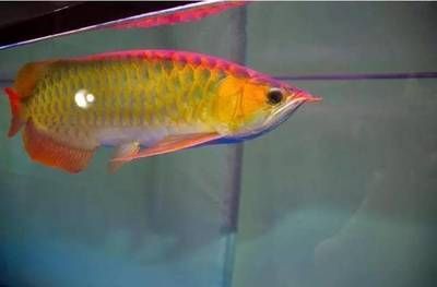 紅龍魚發色技巧與光照關系：紅龍魚發色與光照有著密切關系，紅龍魚發色食物搭配指南