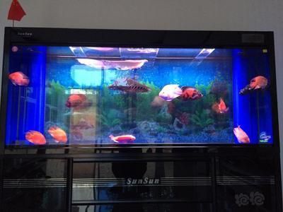 紅龍魚(yú)要多大的魚(yú)缸（紅龍魚(yú)的魚(yú)缸尺寸）