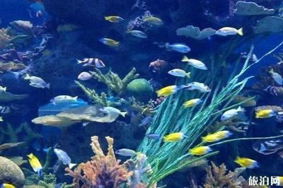 龍魚大戰巨骨舌魚：龍魚與巨骨舌魚共存可能性探究龍魚與巨骨舌魚共存可能性