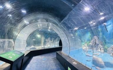 龍魚大戰巨骨舌魚：龍魚與巨骨舌魚共存可能性探究龍魚與巨骨舌魚共存可能性