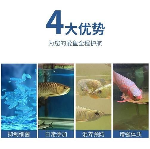 銀龍魚身上爛了怎么辦圖片大全
