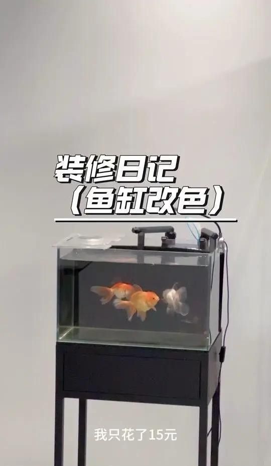 龍魚缸底色更換步驟