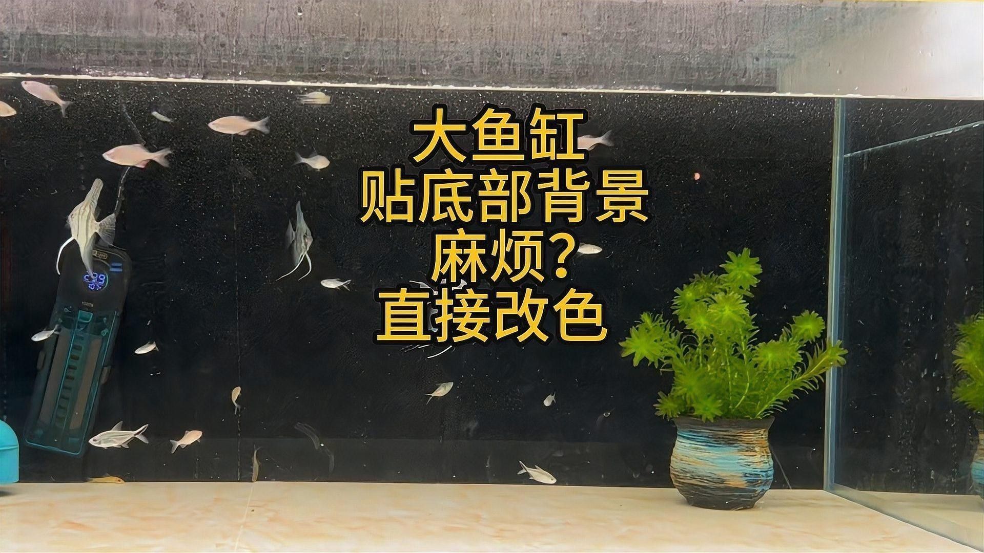 龍魚缸底色更換步驟