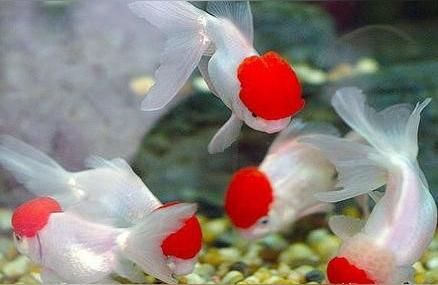 金龍魚炸鱗用黃粉可以嗎