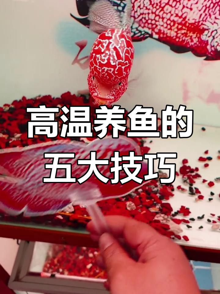 如何保持魚缸水質穩定？