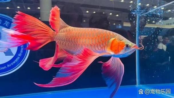 紅龍魚和金龍魚的特征是什么呢圖片