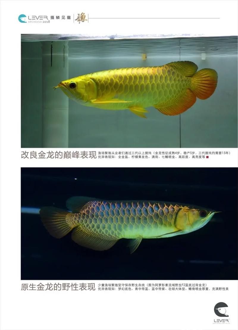 紅龍魚和金龍魚的特征是什么呢圖片
