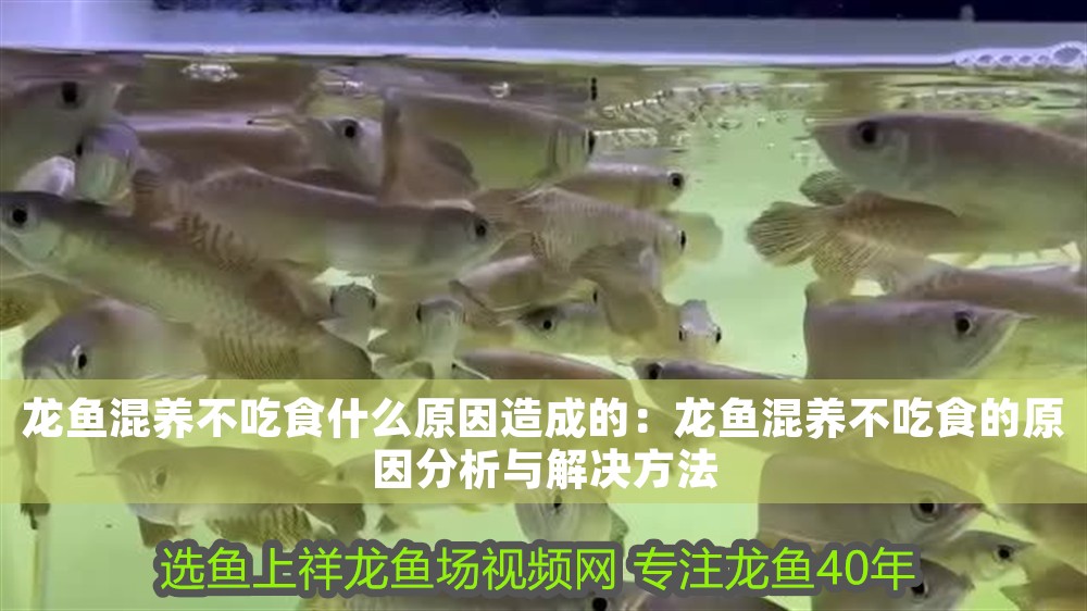 龍魚混養不吃食什么原因造成的：龍魚混養不吃食的原因分析與解決方法
