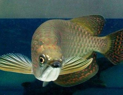 藍背金龍魚多大才發色好看：藍背金龍魚發色規律
