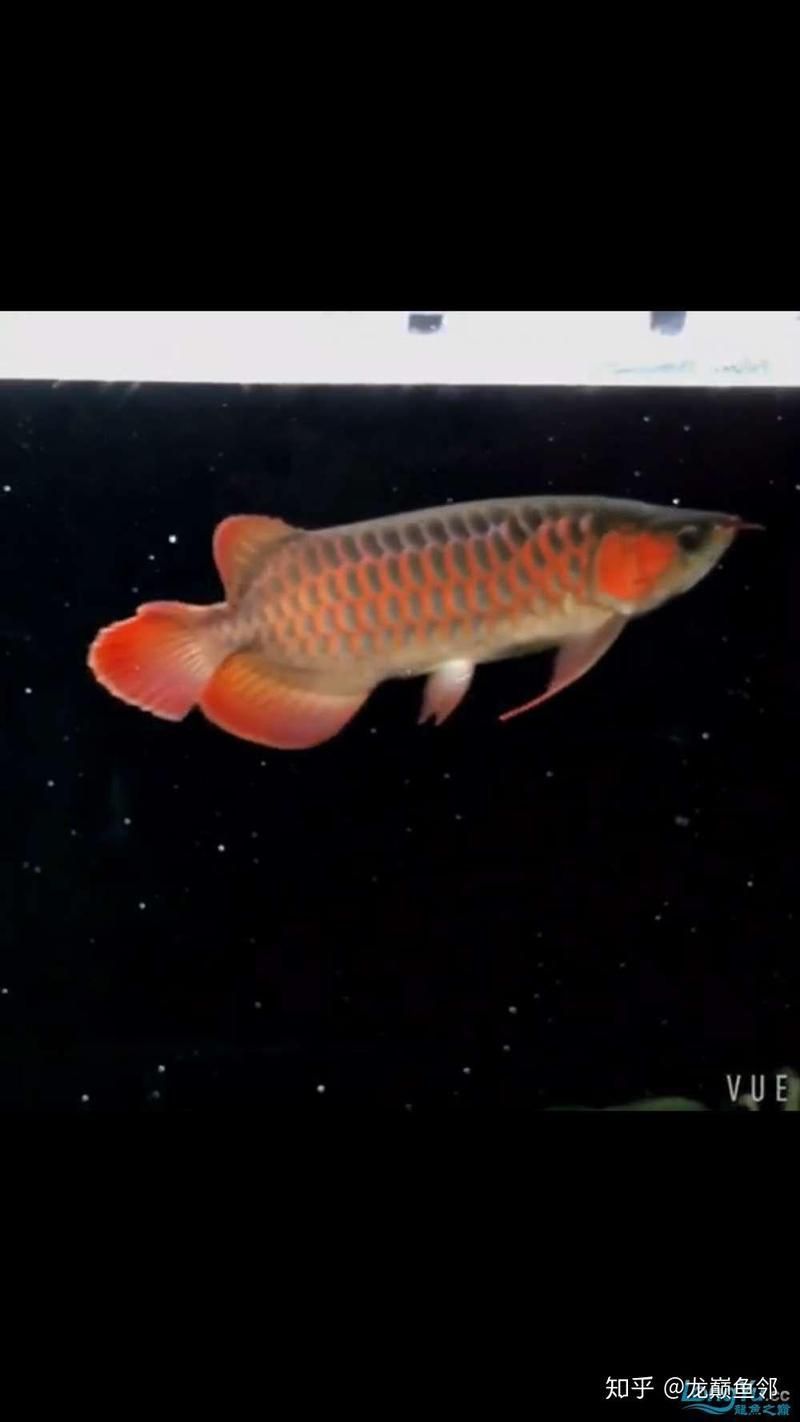 如何判斷紅龍魚苗是否健康？