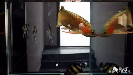 龍魚長期吃飼料好嗎？（龍魚長期吃飼料好嗎）