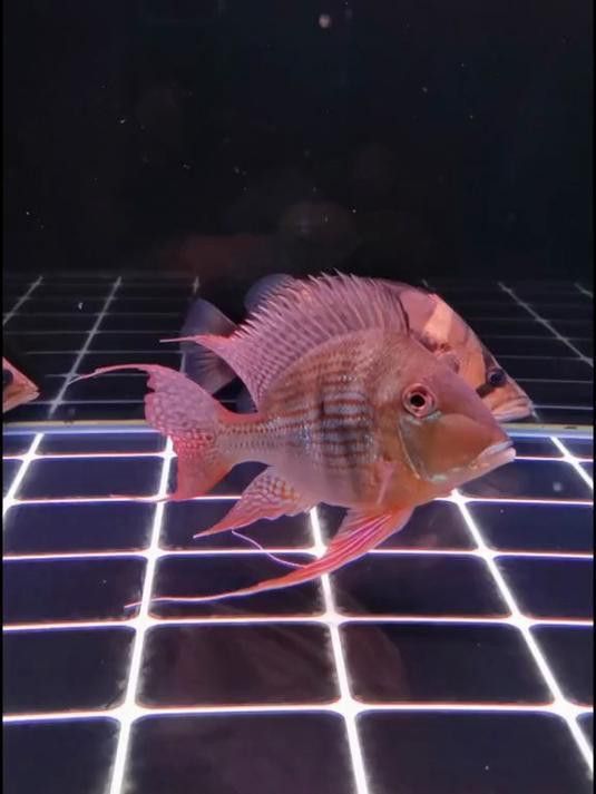 元寶鳳凰能和龍魚混養嗎圖片