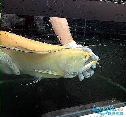 銀龍魚幼崽圖片