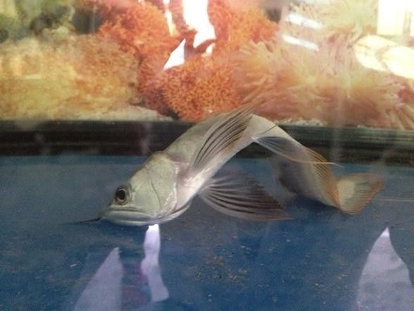 銀龍魚幼崽圖片