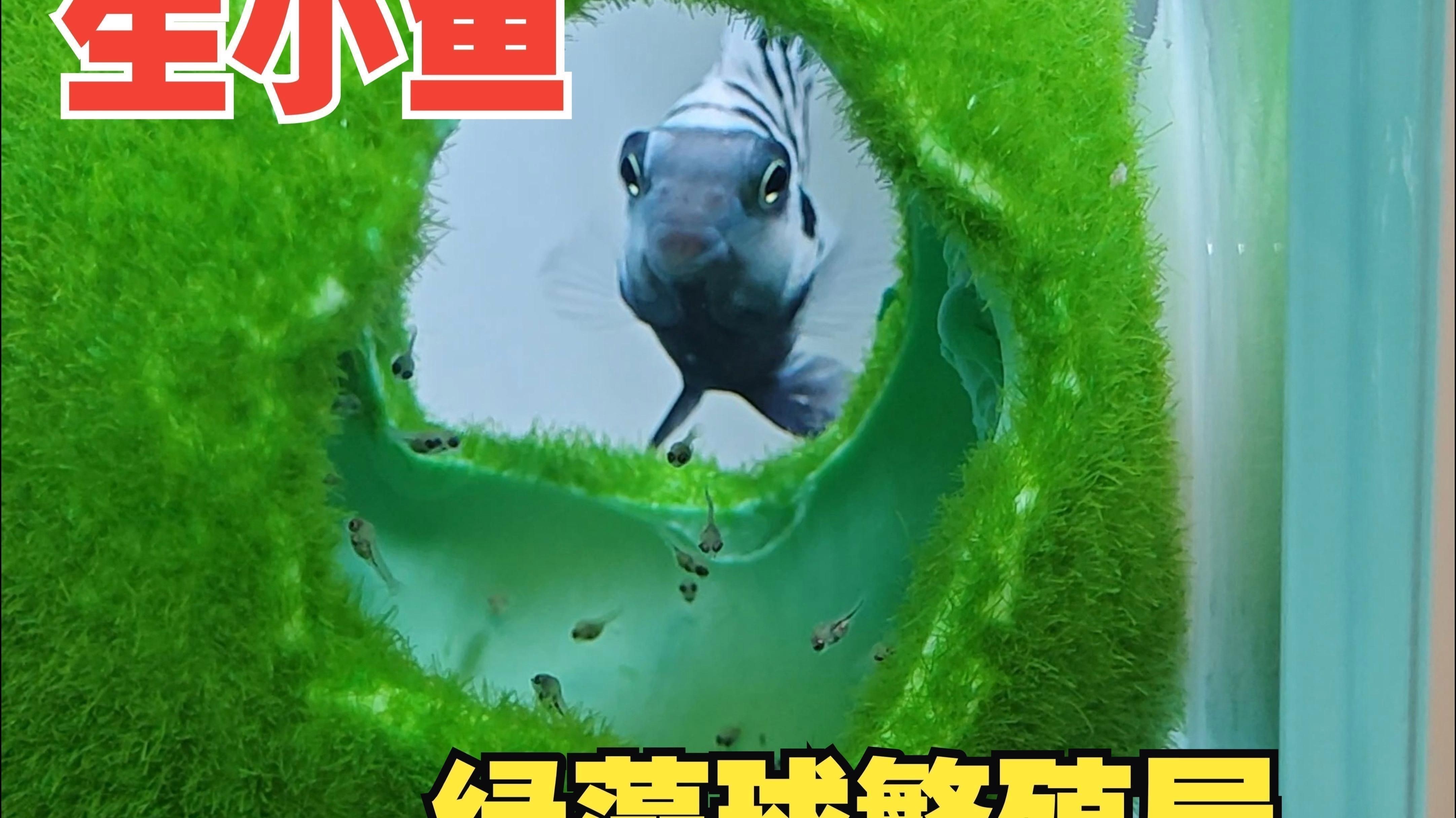 迷你鸚鵡魚的優缺點