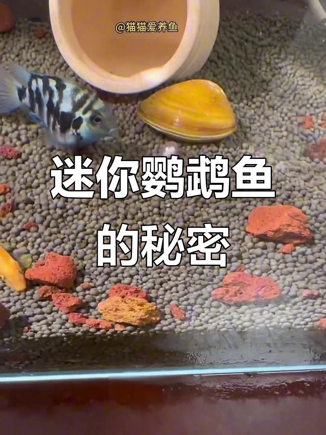 迷你鸚鵡魚的優缺點