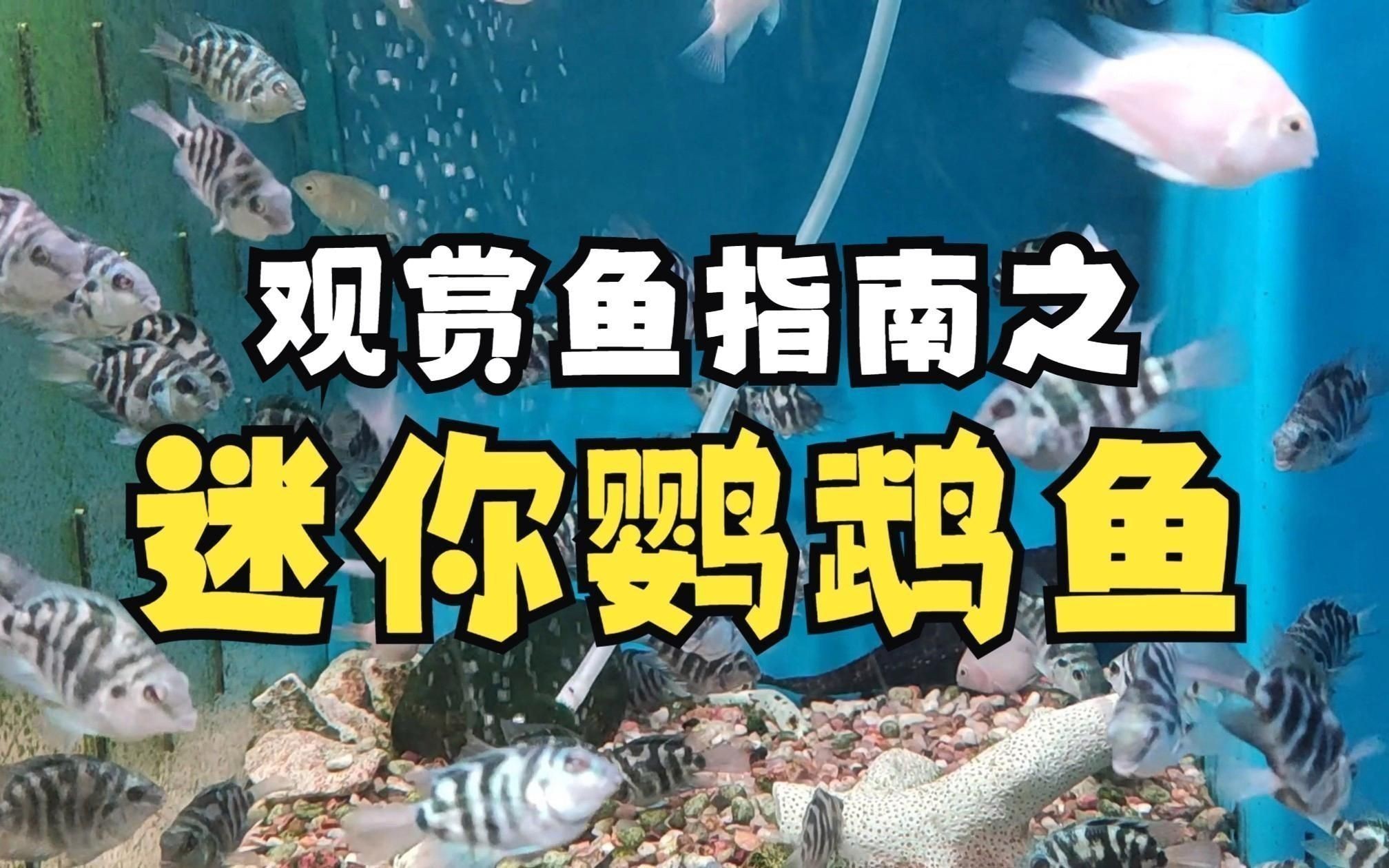 迷你鸚鵡魚的優缺點