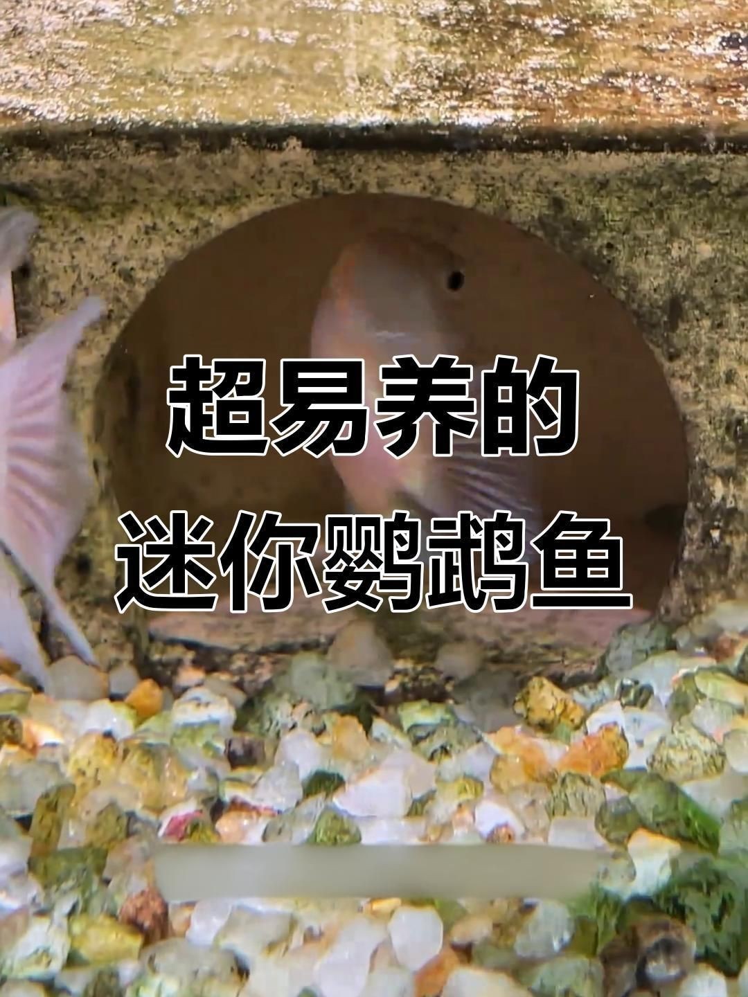 迷你鸚鵡魚的優缺點