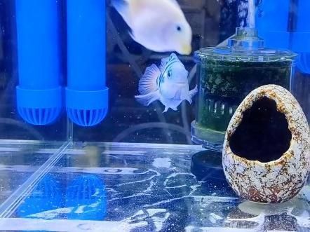 迷你鸚鵡魚的優缺點