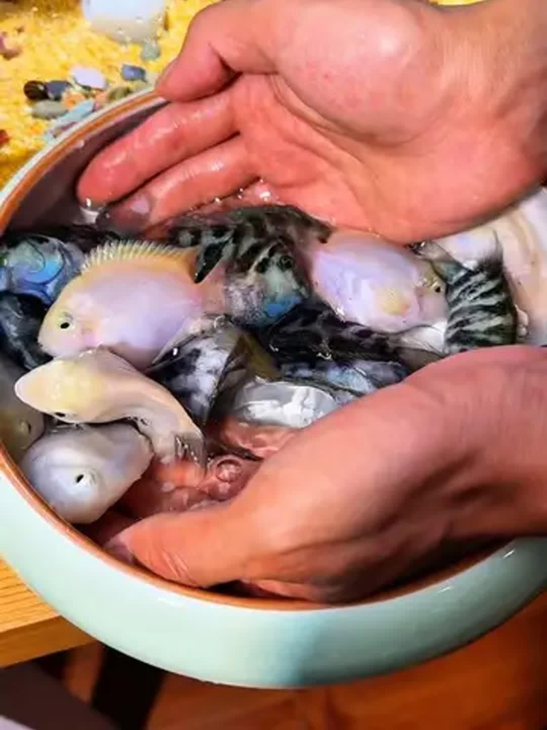 迷你鸚鵡魚的優缺點