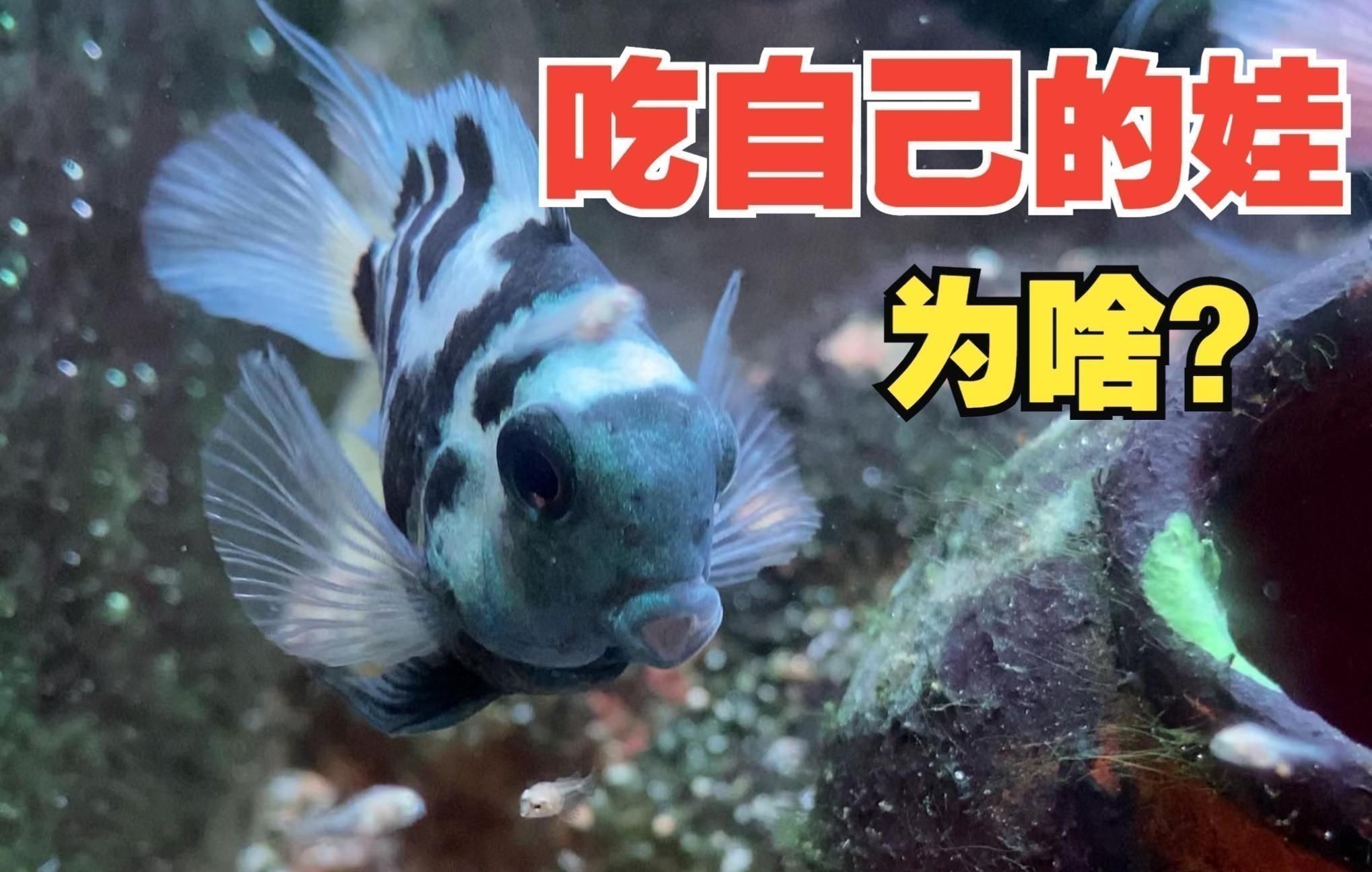 迷你鸚鵡魚的優缺點