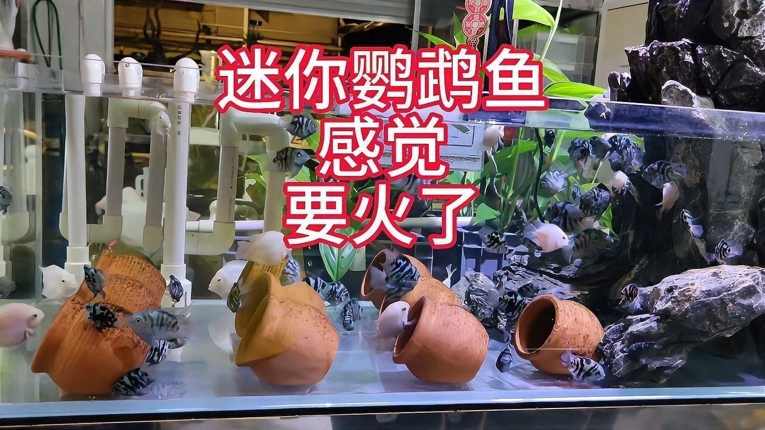 迷你鸚鵡魚的優缺點