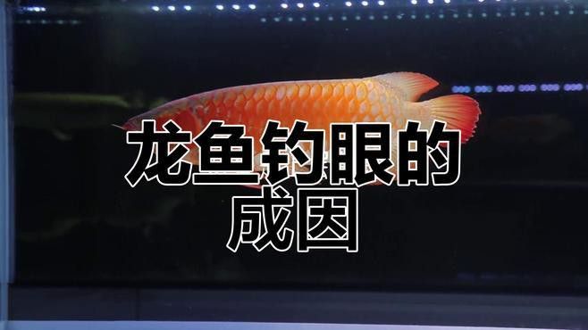 如何預防龍魚掉眼淚
