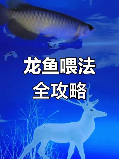 黑鱗龍魚(yú)成體后應(yīng)該喂什么食物？