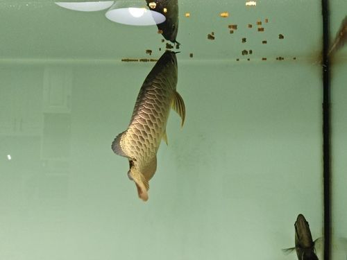 龍魚訓食飼料